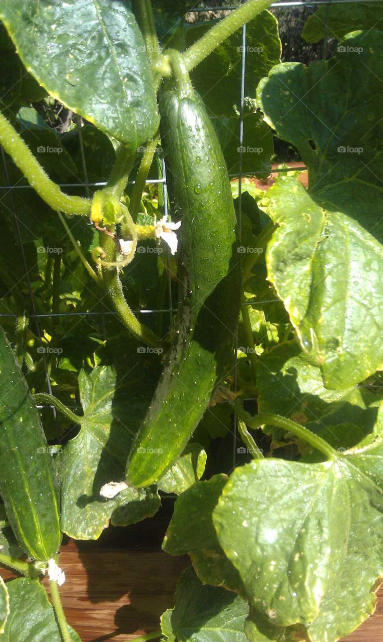 Cucumber from our garden. 