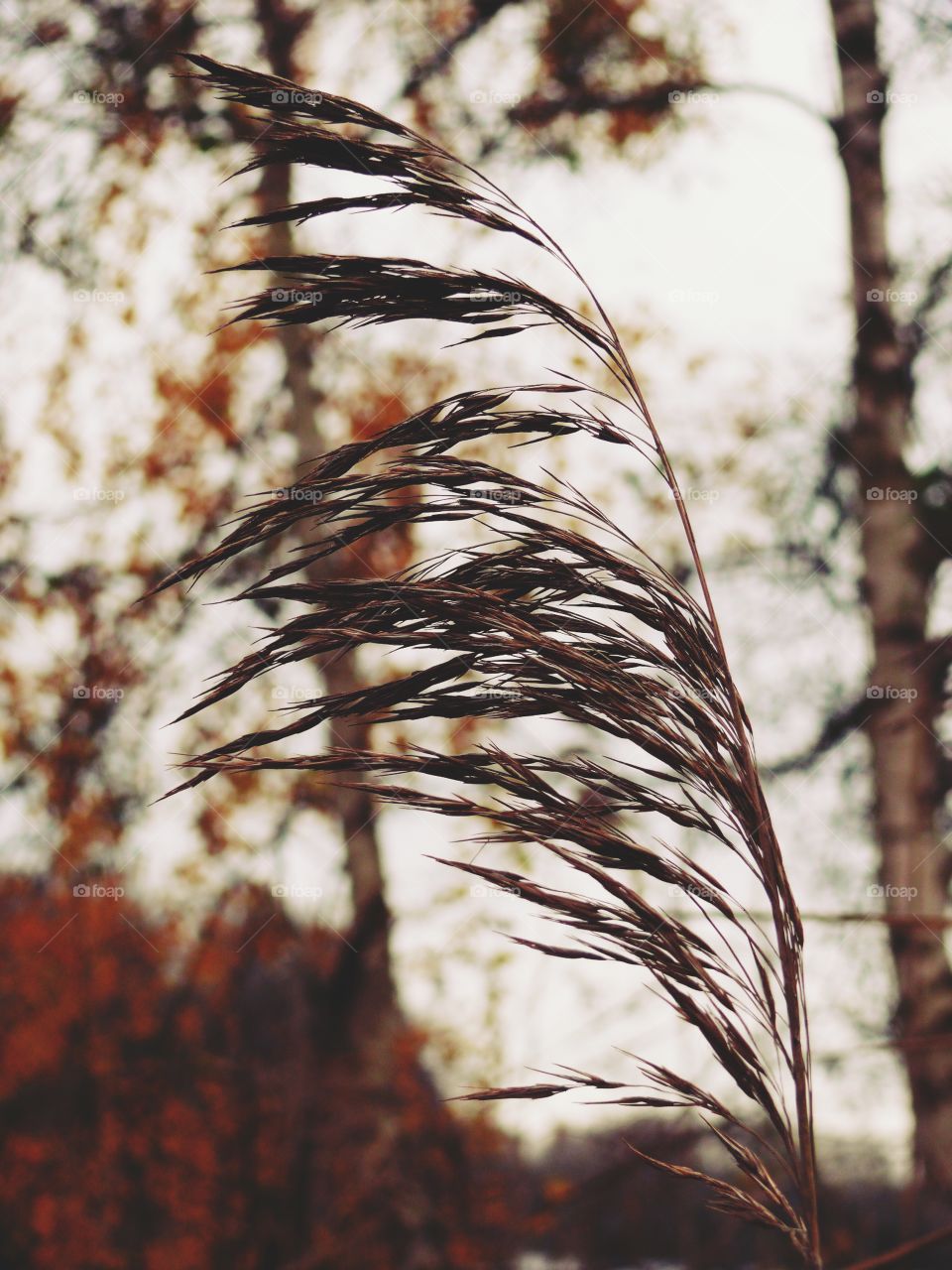 Plant growing against trees during autumn.