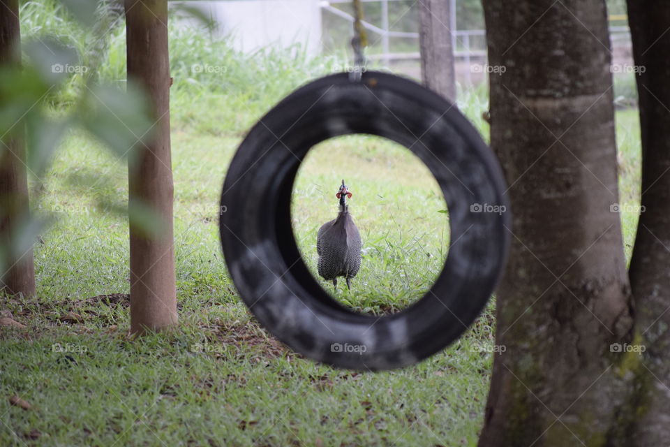 guinea fowl