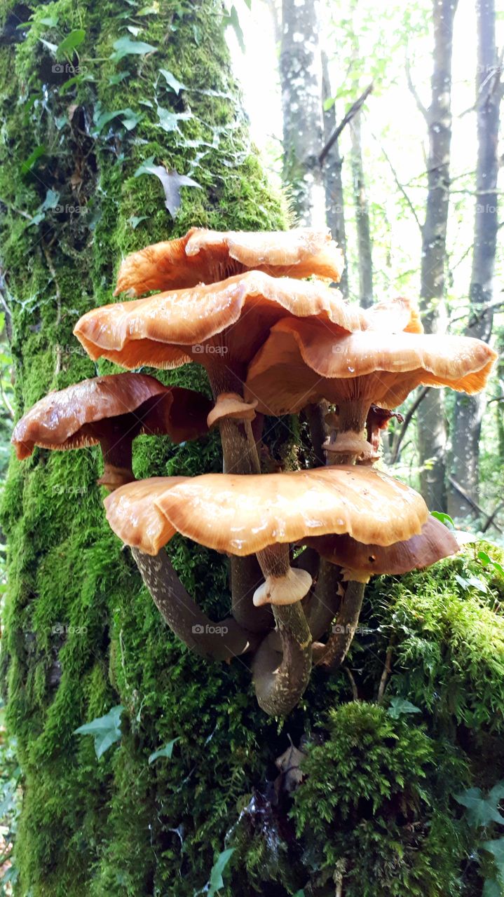 mushrooms on a tree