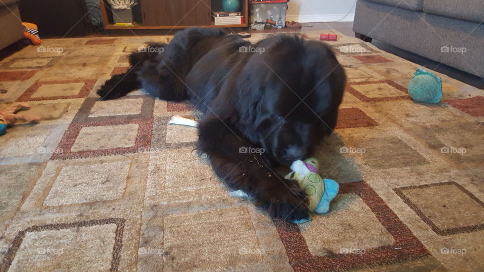 People, One, Dog, Mammal, No Person