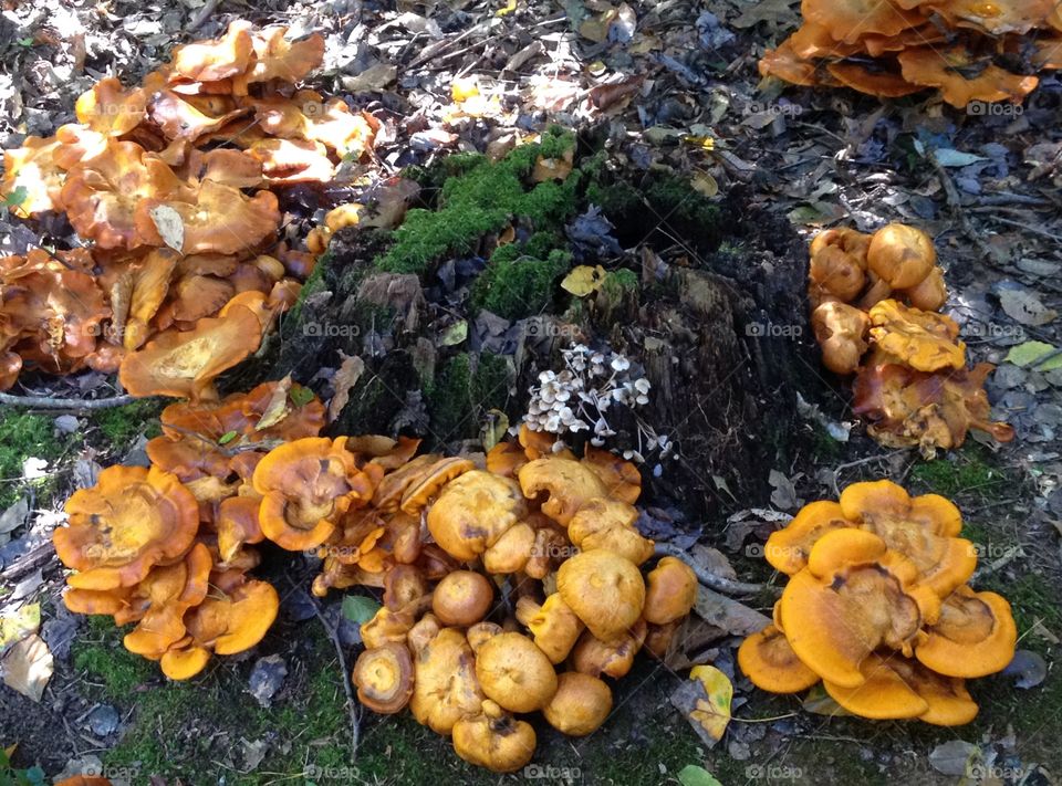 Glorious Orange Mushrooms Galore