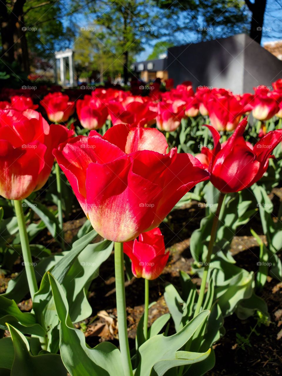 Prinz Armin Red Tulip Dutch Heritage 2021