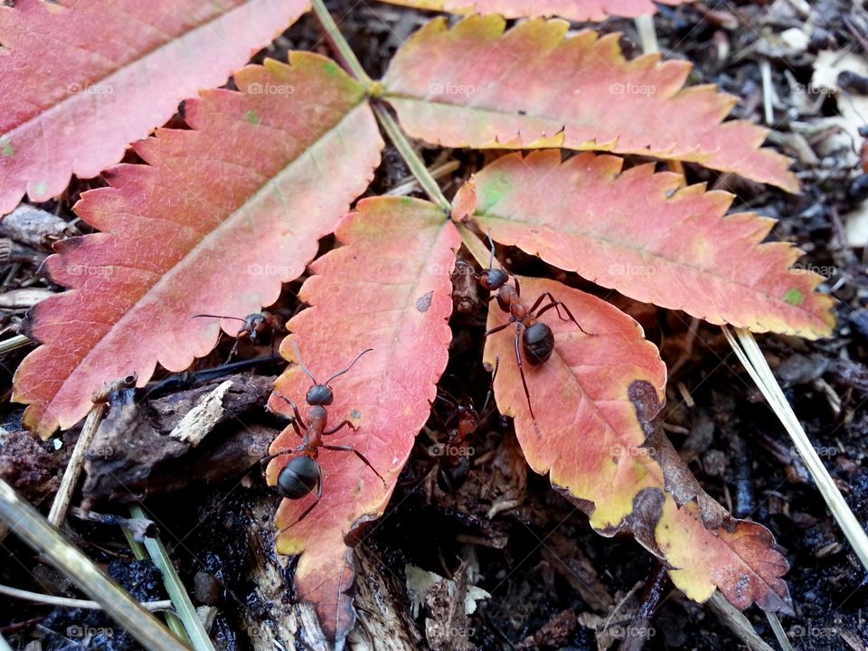 There is an ant hill close to my house. The weather has been nice so the ants have been very busy and active. I noticed that many ants makes an interesting sound.