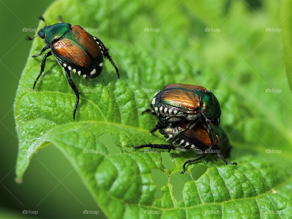 Beetles 3