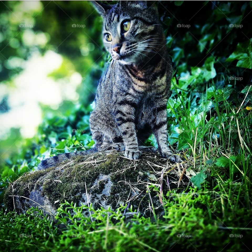 A wild Tabby atop of a mossy rock, in it's native urban environment. 
Picture taken:May 27th, 2018
Using 16MP Essential Phone Camera.