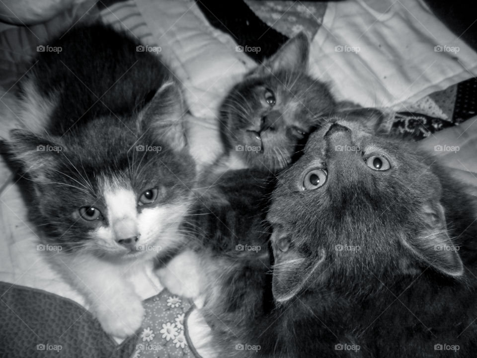 Just over 10 years ago my hubby thought it was a good idea to feed a stray pregnant cat smoked salmon. She decided to stay with us camping & had her four boys in our tent trailer. This is Sal, George & Charlie. 