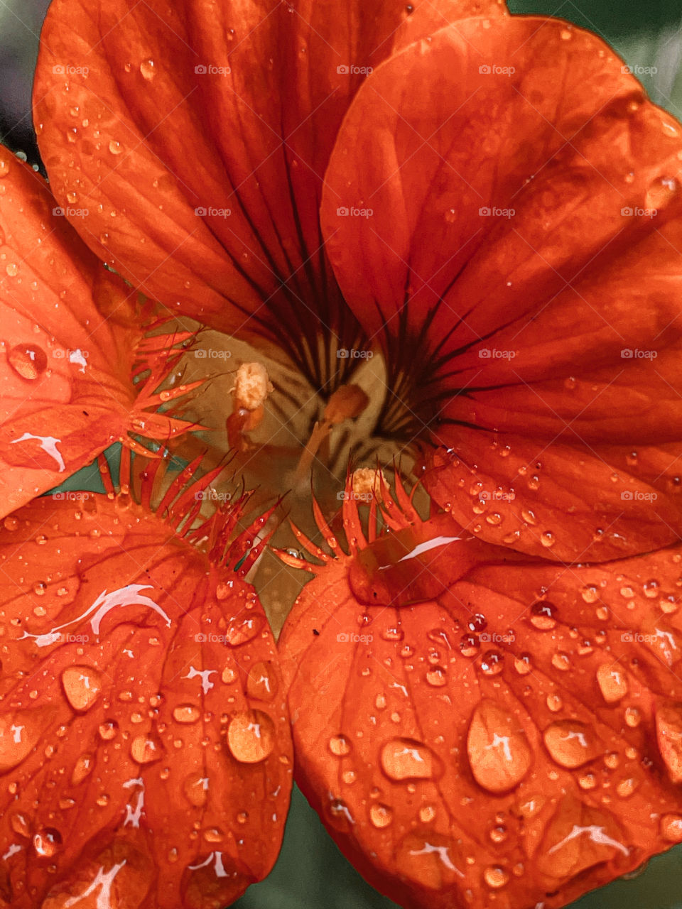 leaf rainfall green raindrops waterdrops droplets wet water rain drop outside nature outdoors elements dew dewdrops plant plants leafs Grass splashes phone photography Orange flower flowers close up petals