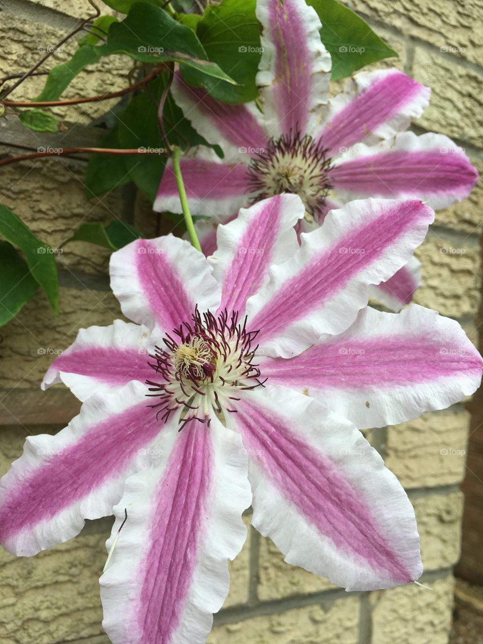 Pink and white Clematis flowers in close up of the plant growing up a brick wall 