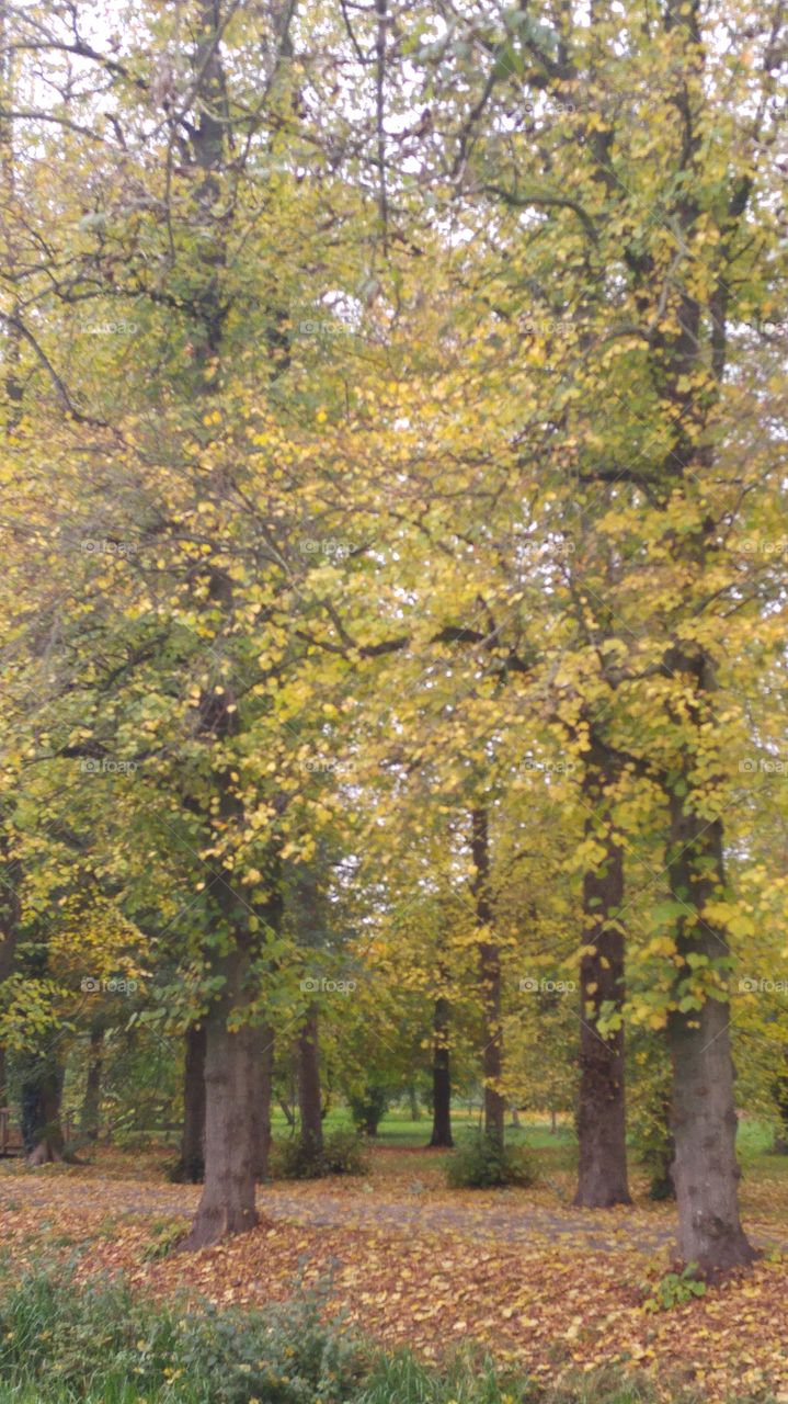 autumn tree with fall leaves