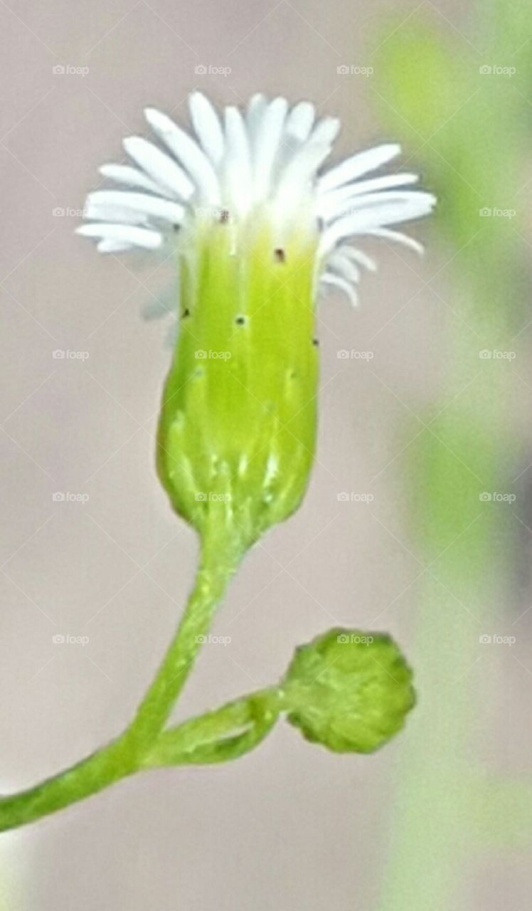 No Person, Nature, Flora, Growth, Leaf