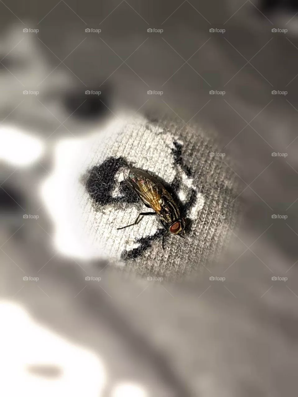 fly