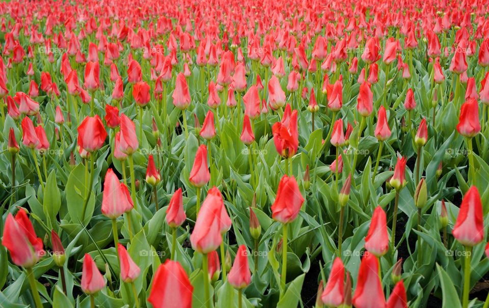 Bright red tulips just about to open at Ottawa's Canadian Tulip Festival.