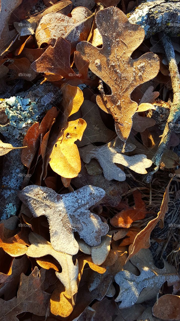 My favorite part of Winter is taking pictures of frost, ice, and snow.