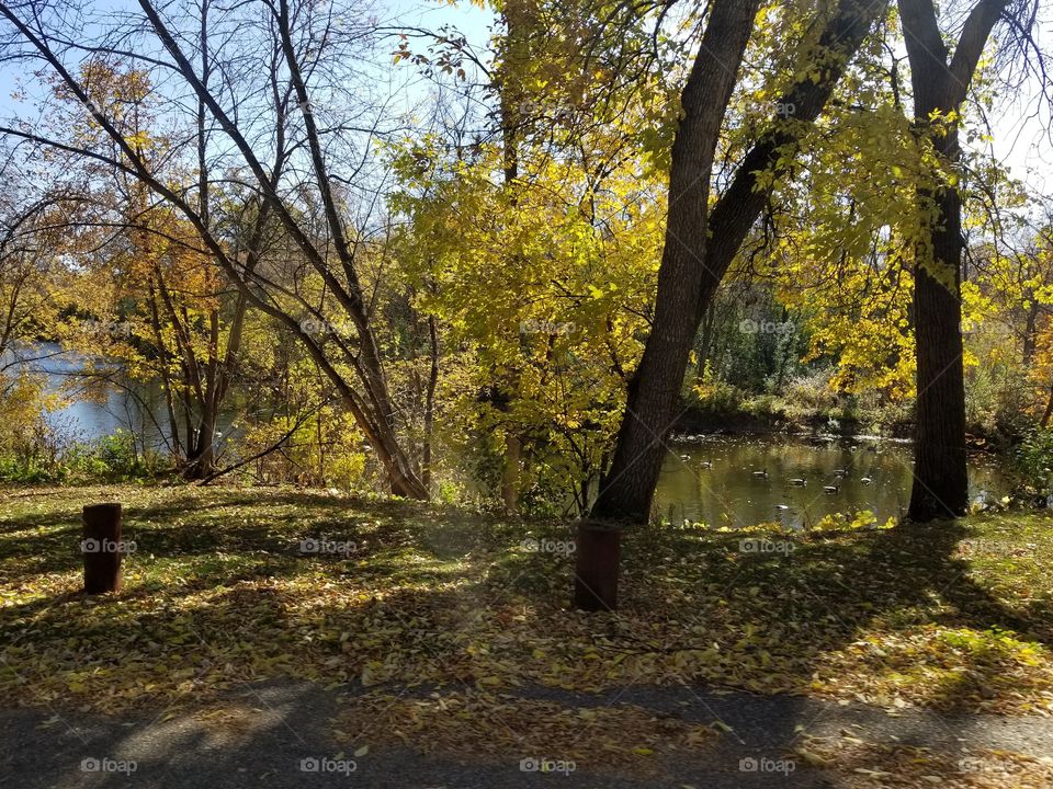 Fall, Tree, Leaf, Nature, Landscape