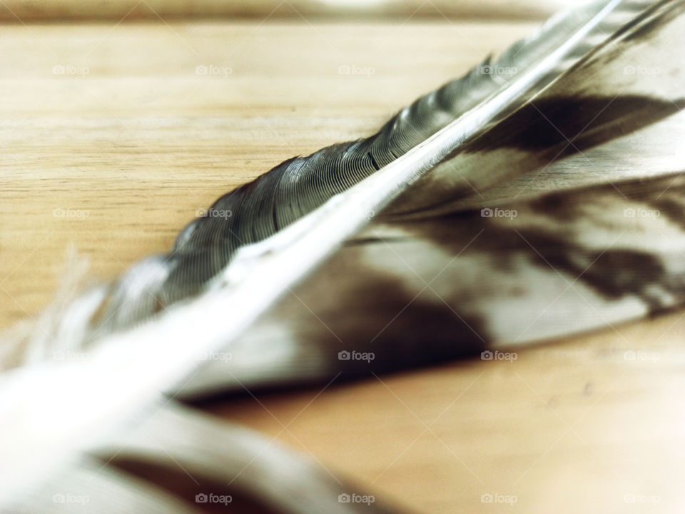 Eagle feather