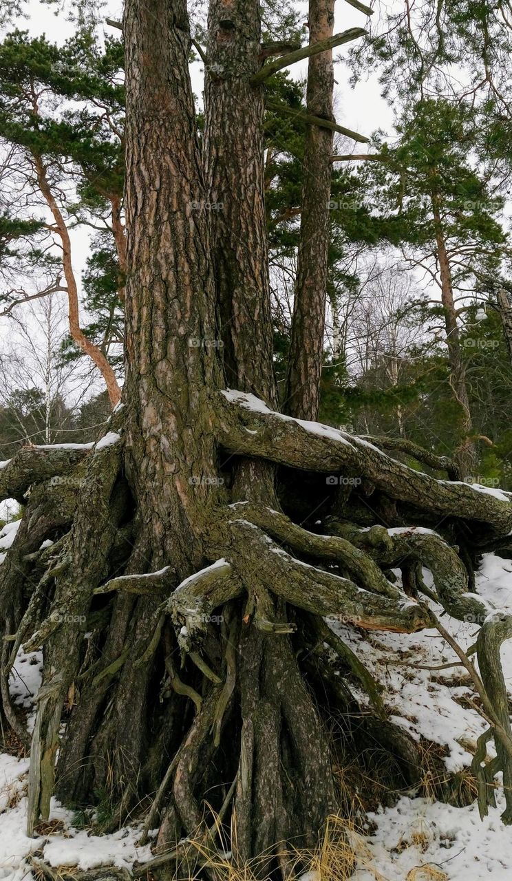 Trees 🌳 Winter ❄️ Forest 🌲