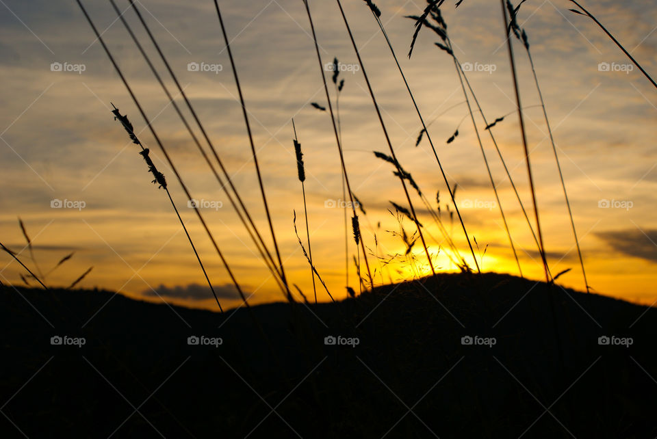Stalks on a background of sunset in the mountains