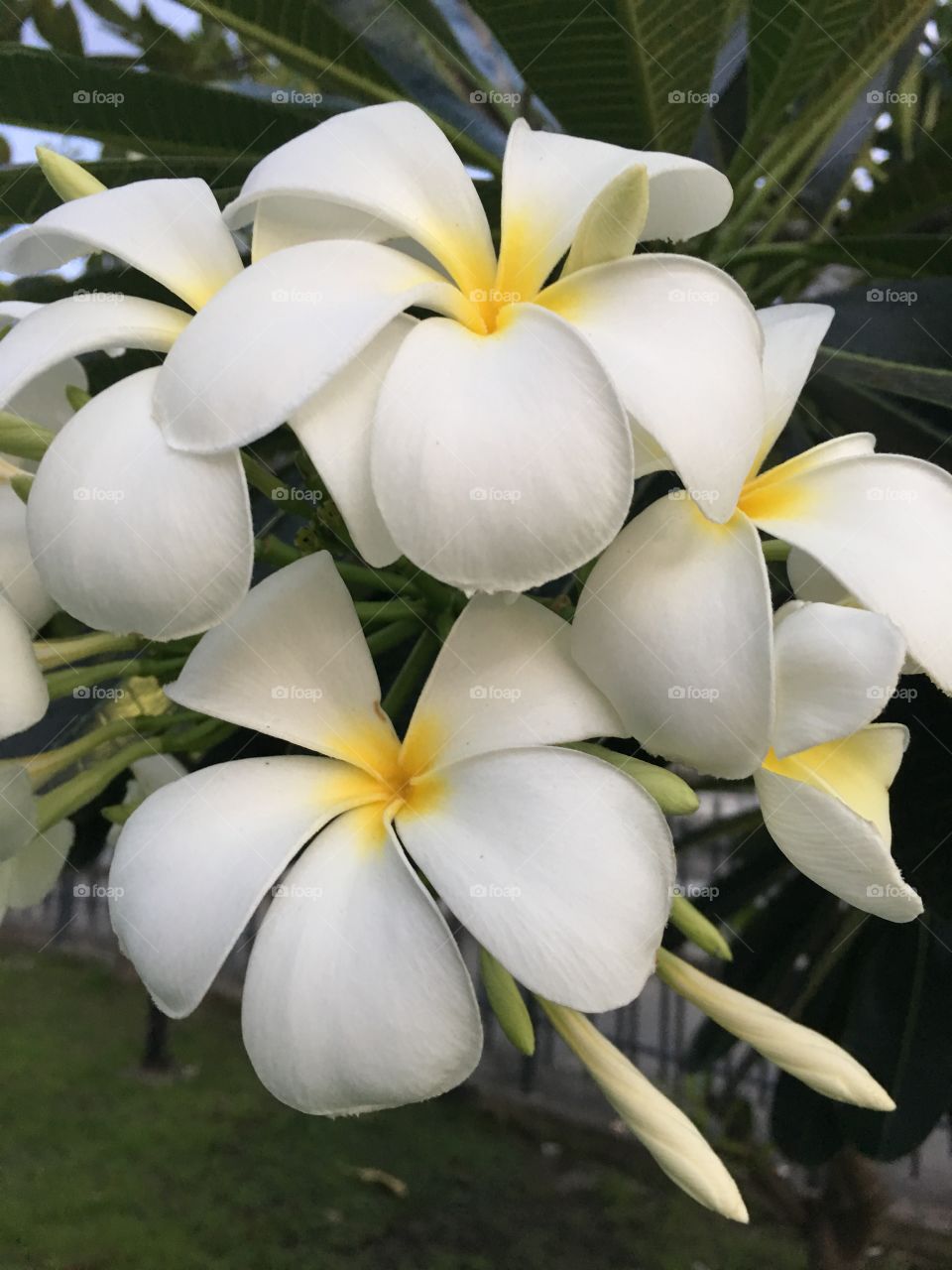 Oriental flower