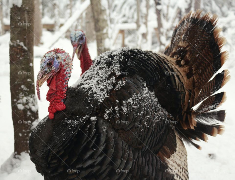 Turkeys enjoying the snow.