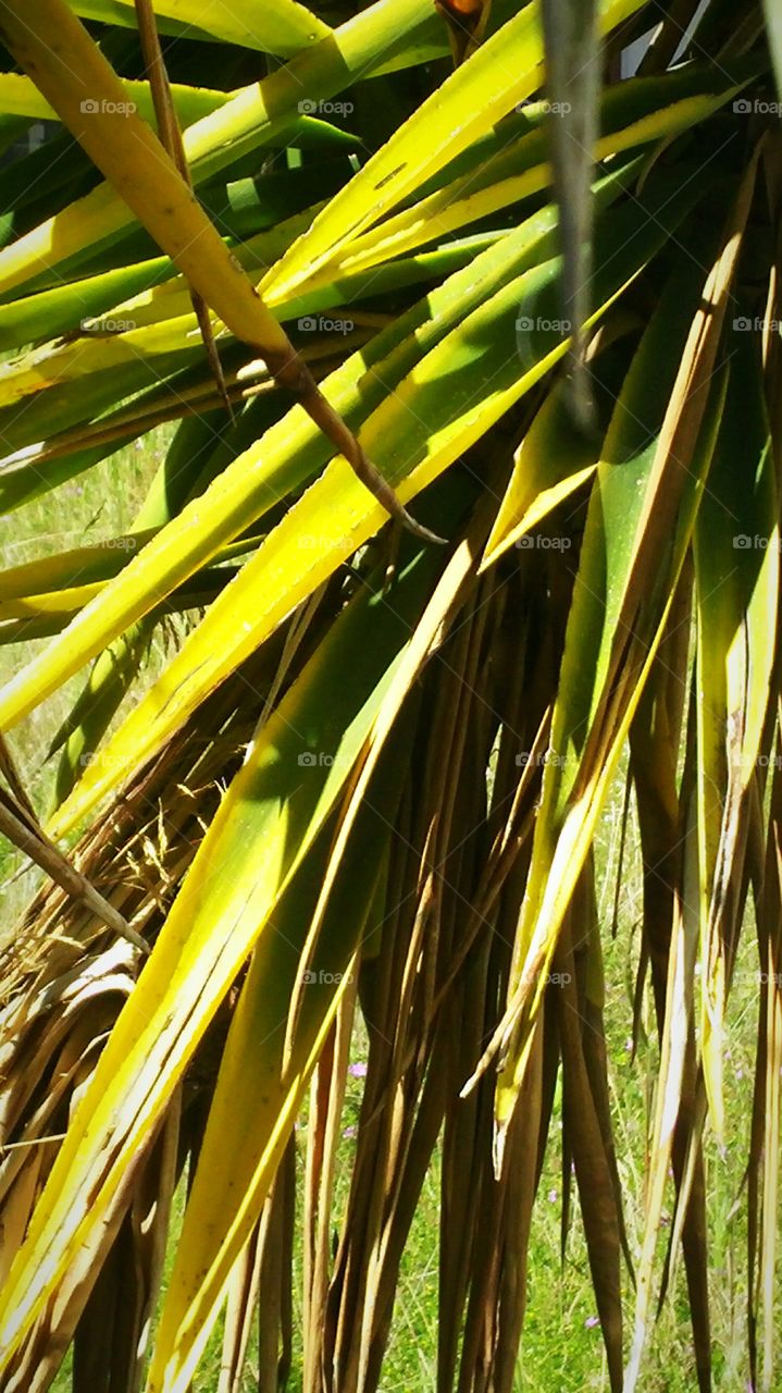 Palm tree leaves