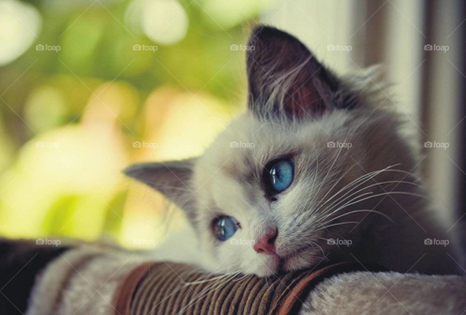 blue eyes cat