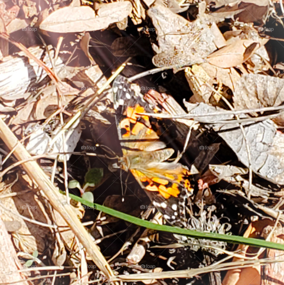 butterfly take flight orange and black colors