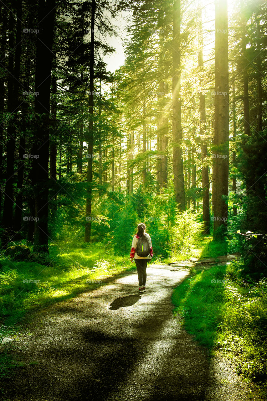 Van Vihar Pine Tree Forest-  Manali,  India