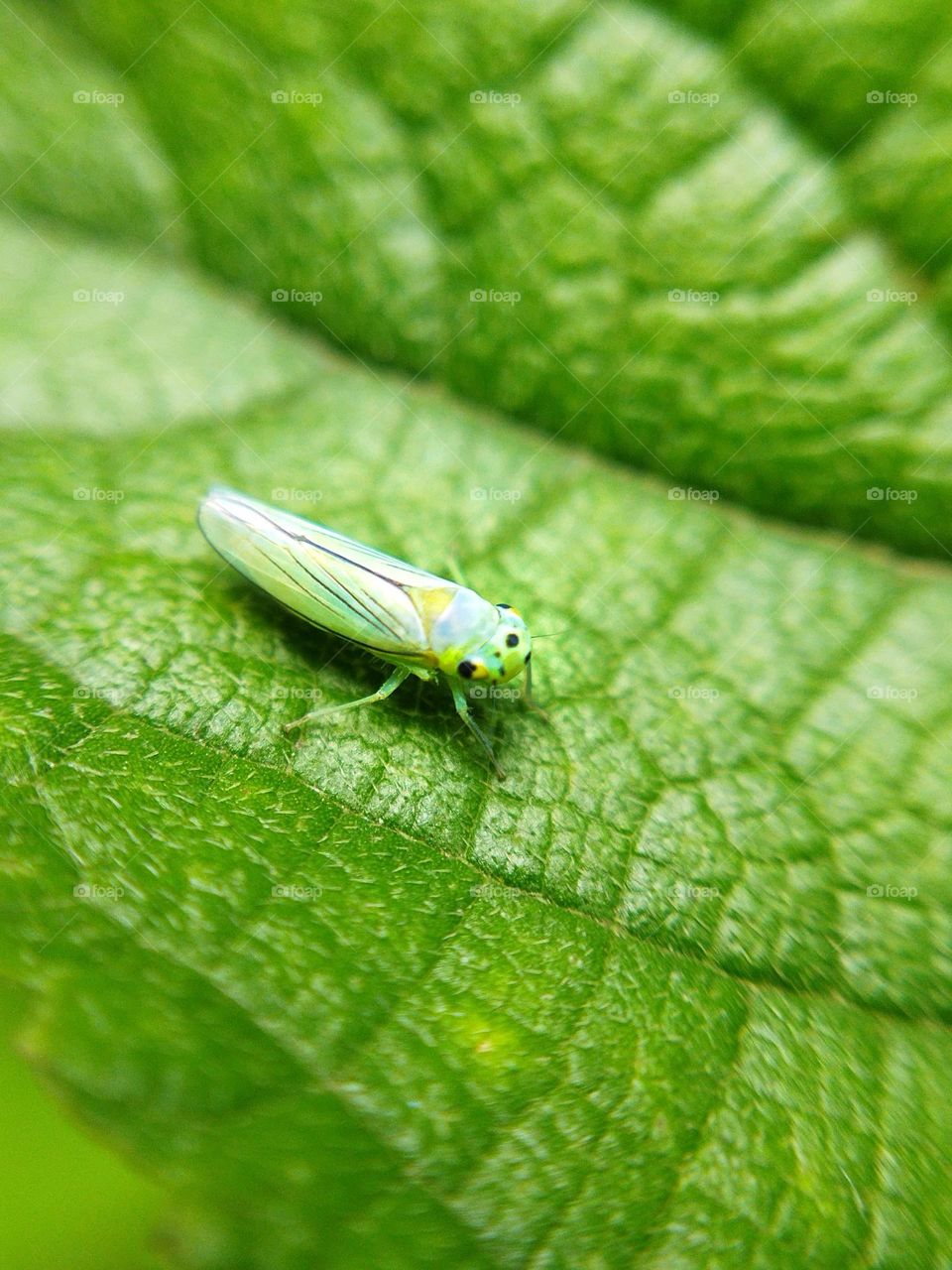 Your Best Macro Shot