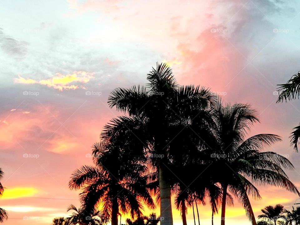 pretty sunset and palm trees