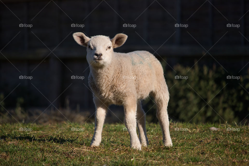Lamb in the sunshine