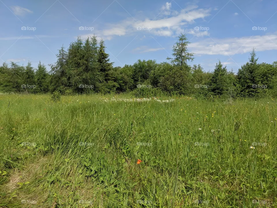 Meadows in Northern Ontario