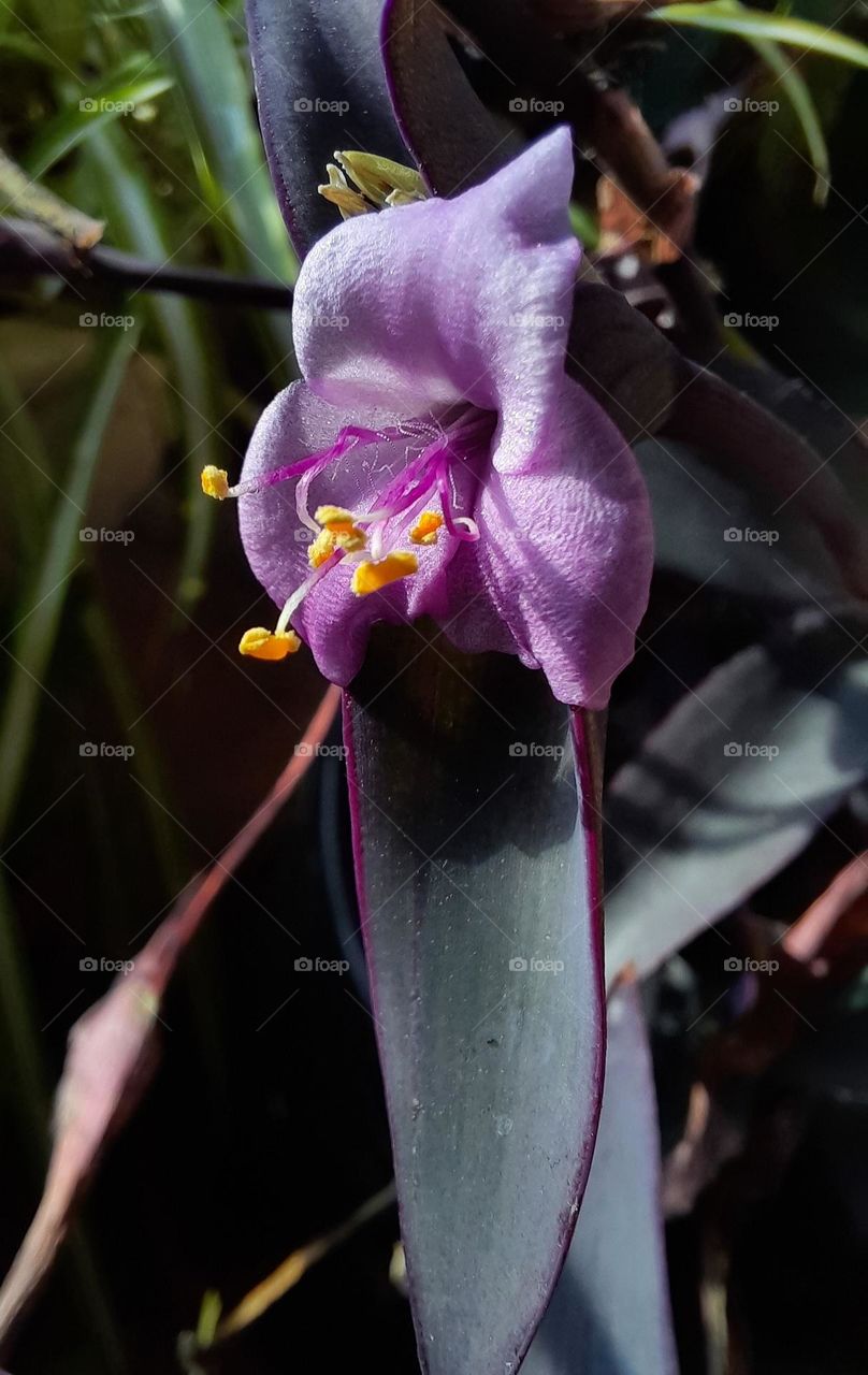 purple flower of Tradescantia