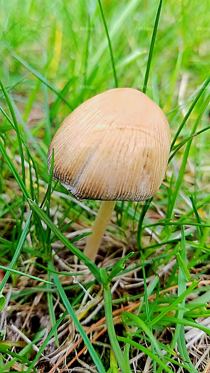 mushroom growing in the lawn