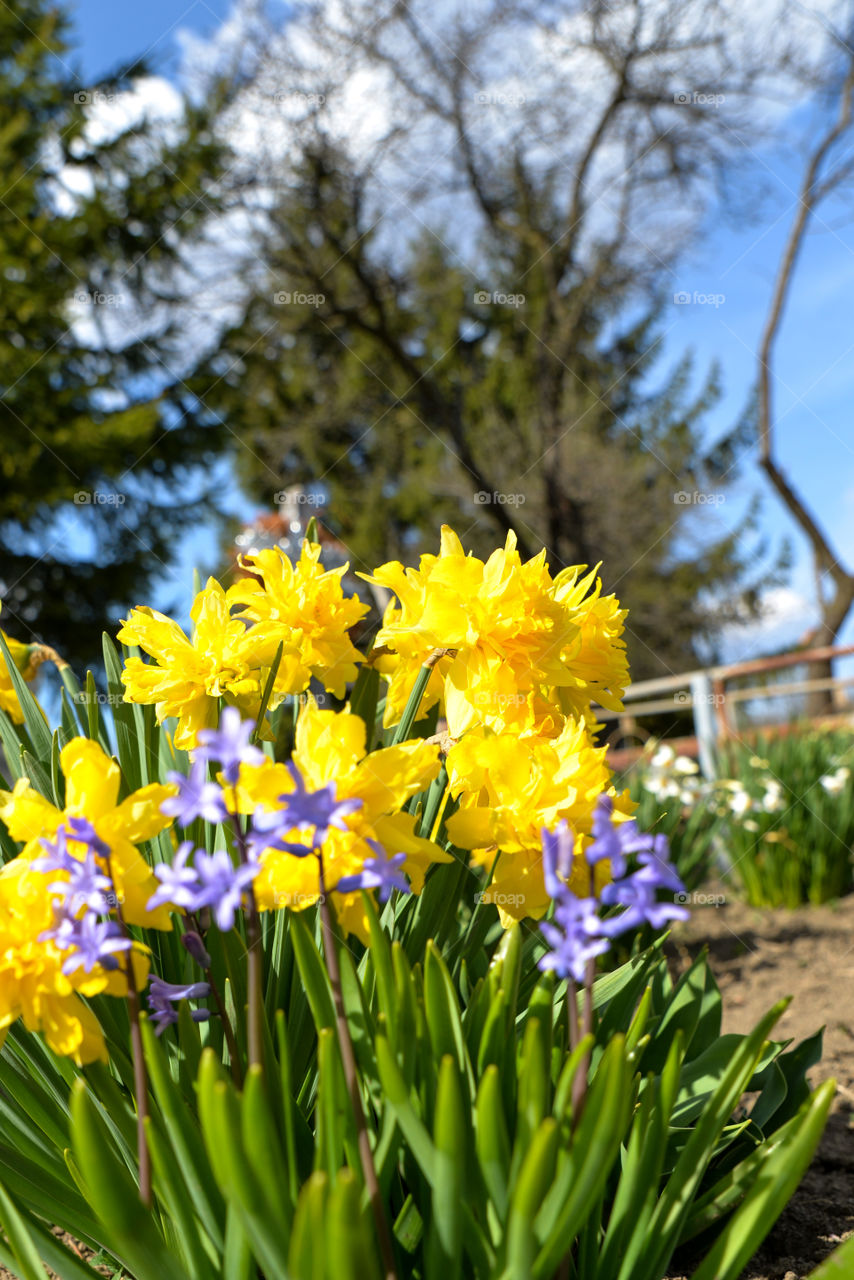 Yellow daffodil flowers