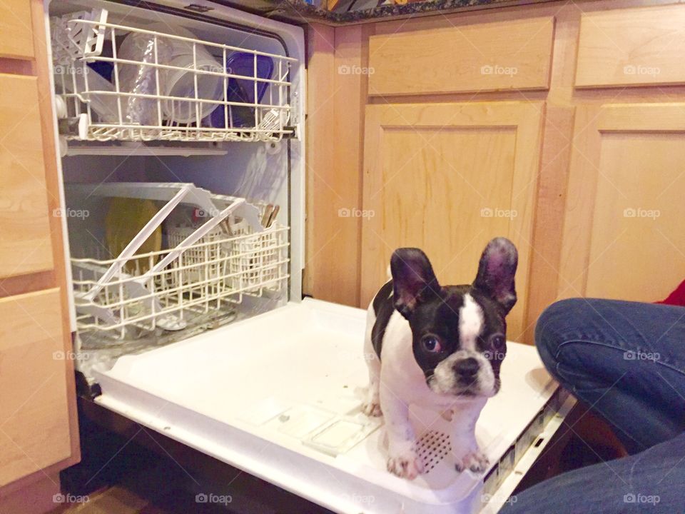 Load the dishwasher