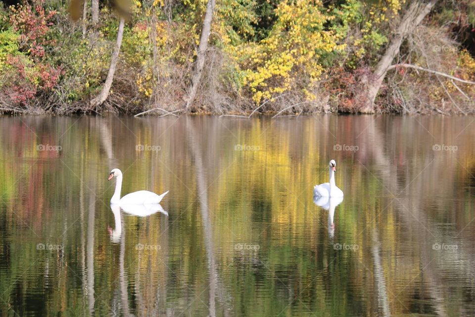Swans reflection