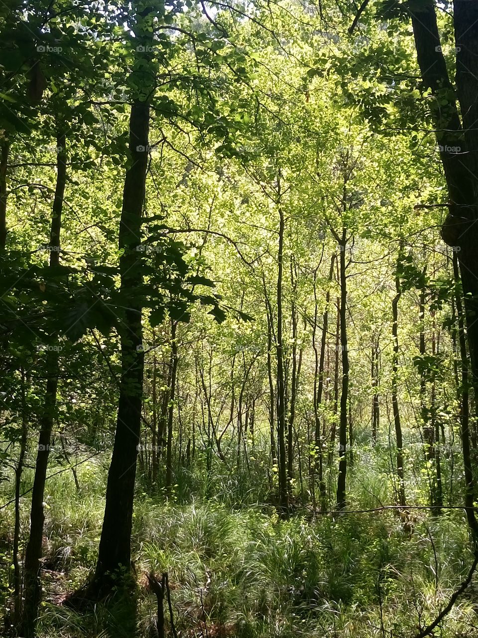 polish nature,  forest