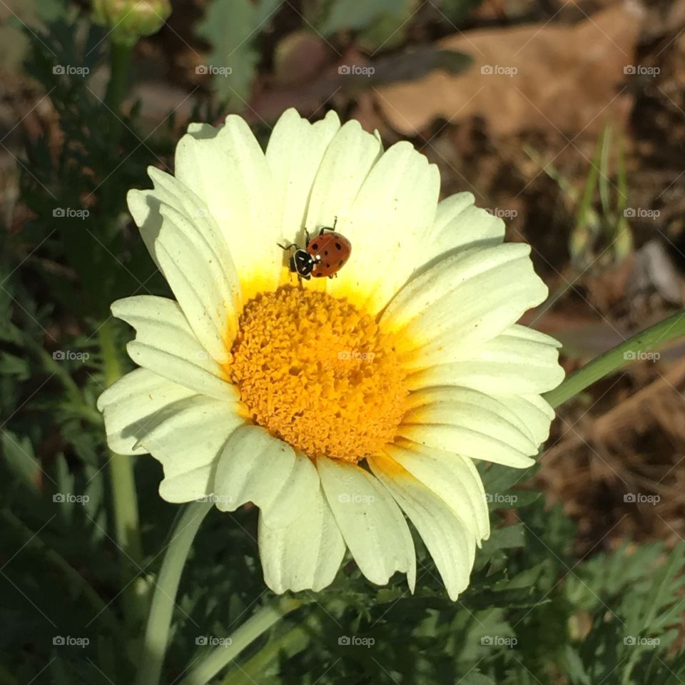 Ladybug approaching 