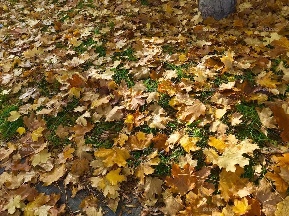 Fall is everywhere. 🍁