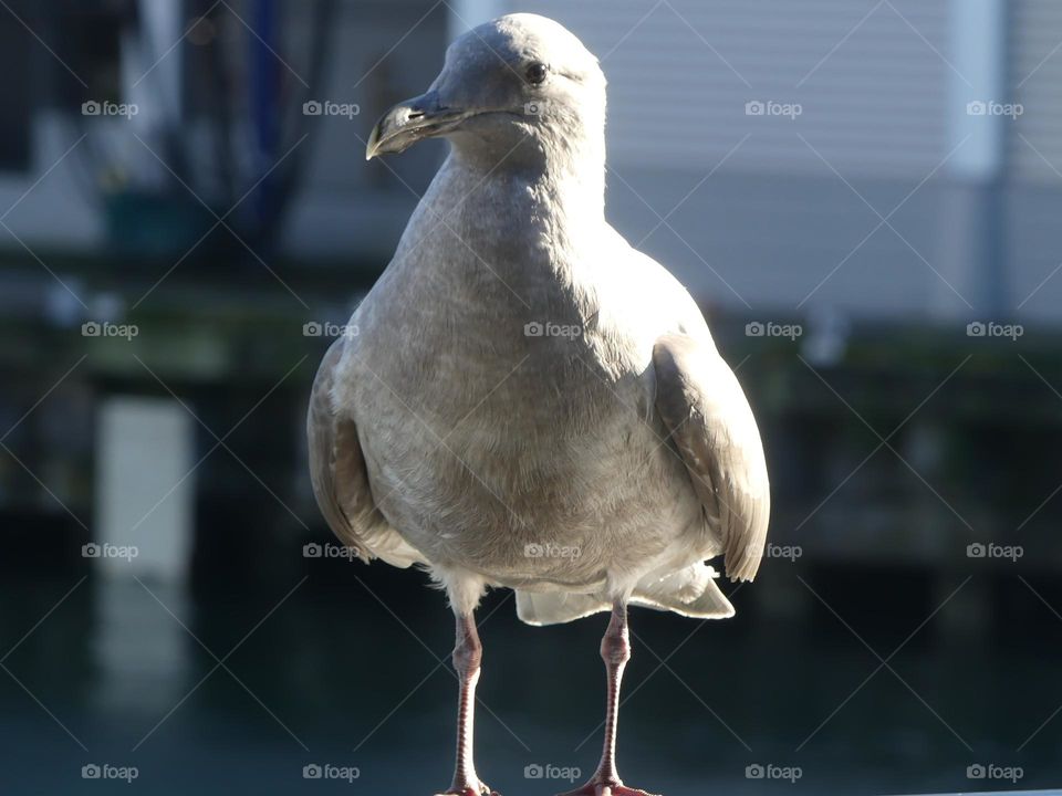 Pigeon 