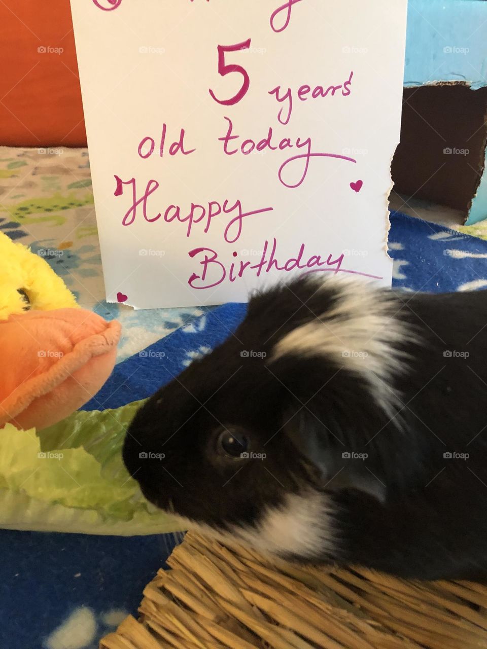 Little boy Timmy / Guinea piglet 