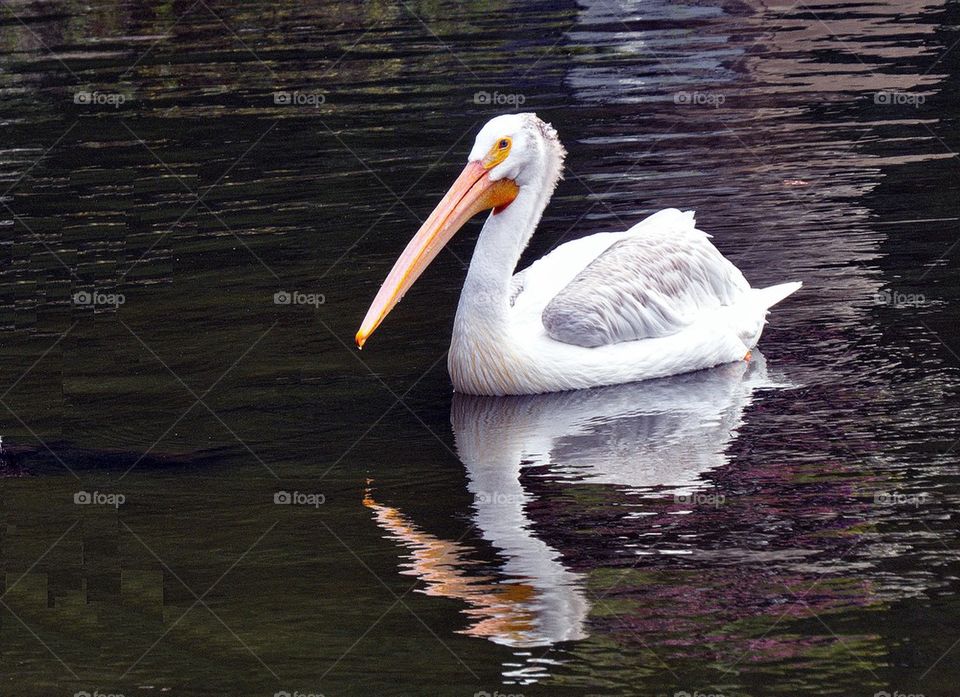 Pelican