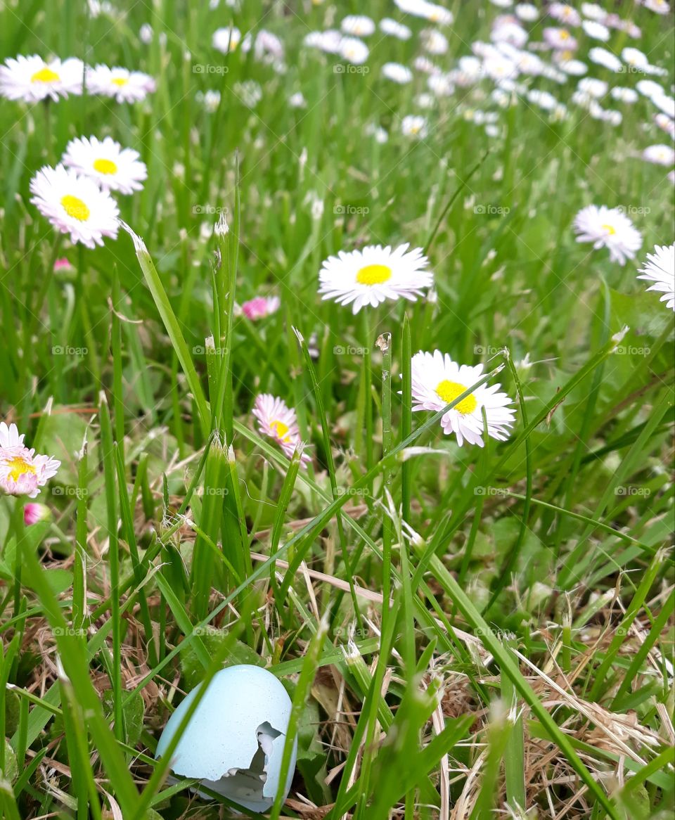 Robin's egg with pink daisies