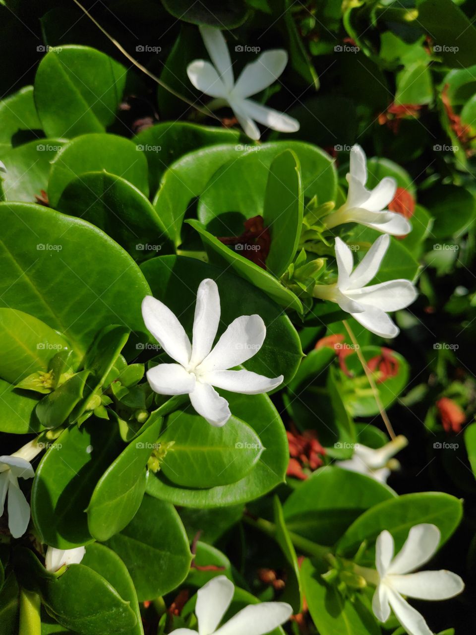 Small white flowers in green bush