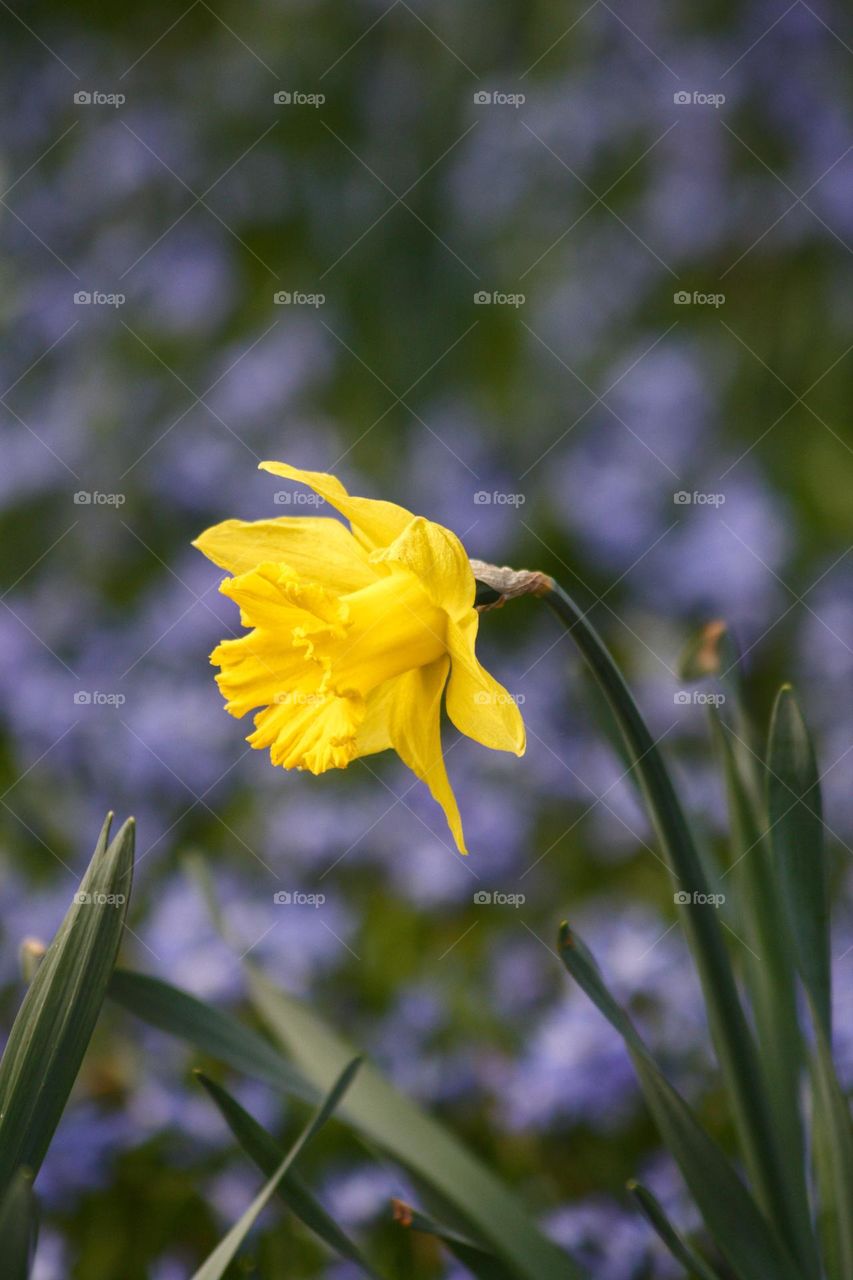 Yellow spring daffodil on lavender coloured background.