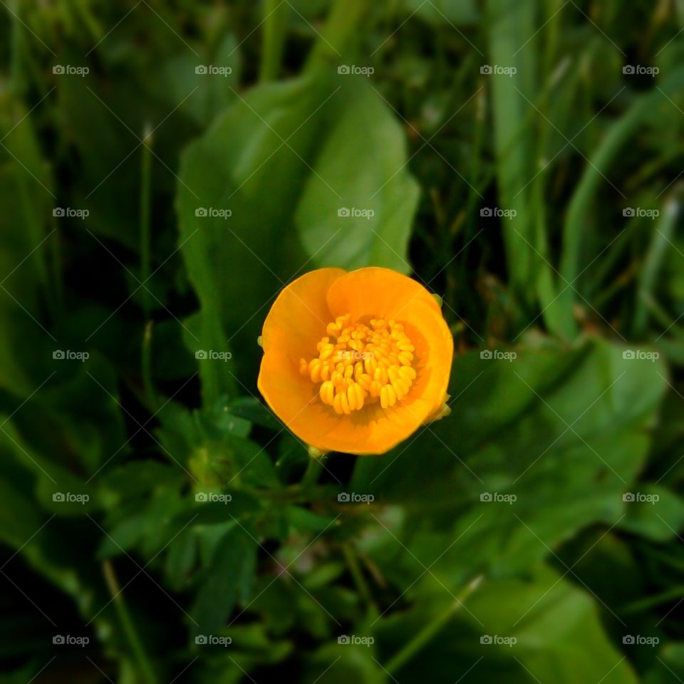 Butter Cup. A blooming buttercup, first opening, looks like it might really hold water