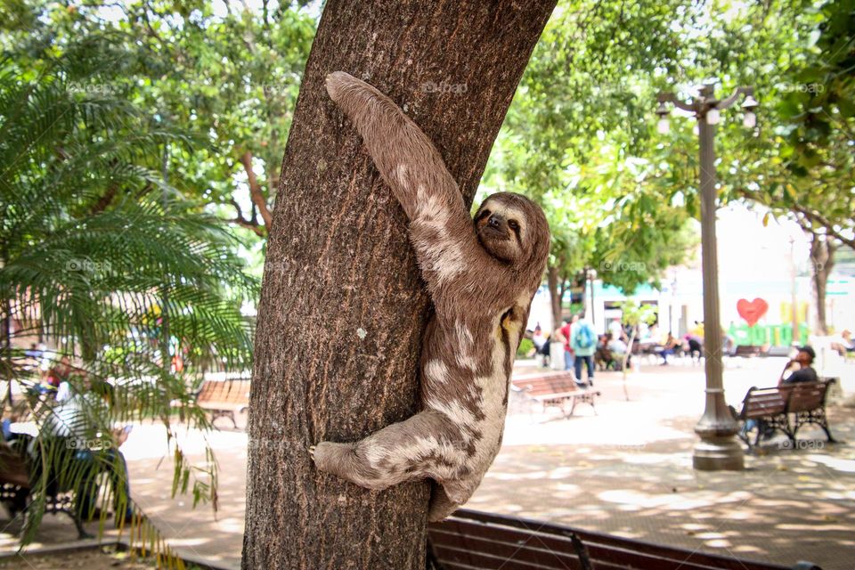 Sloth on a tree on a city square