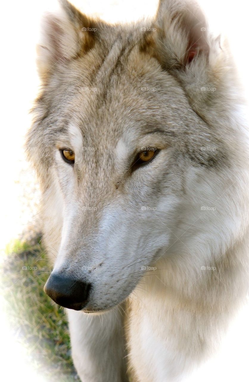 Close-up of wolf dog