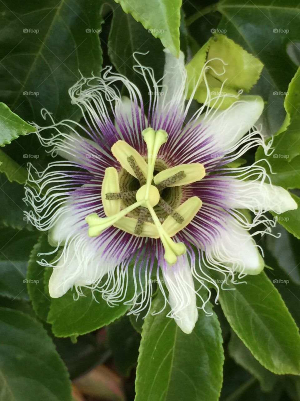 A passion fruit flower with its own type of passion.